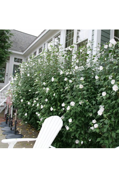 Гібіскус Вайт Шифон.